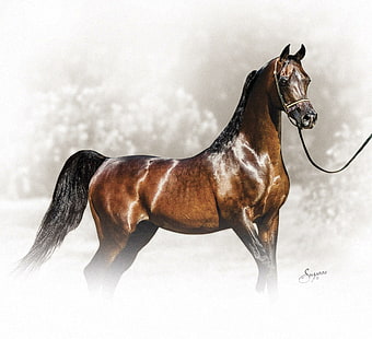 Sogno arabo, cavalli, orientali, arabi, animali, Sfondo HD HD wallpaper