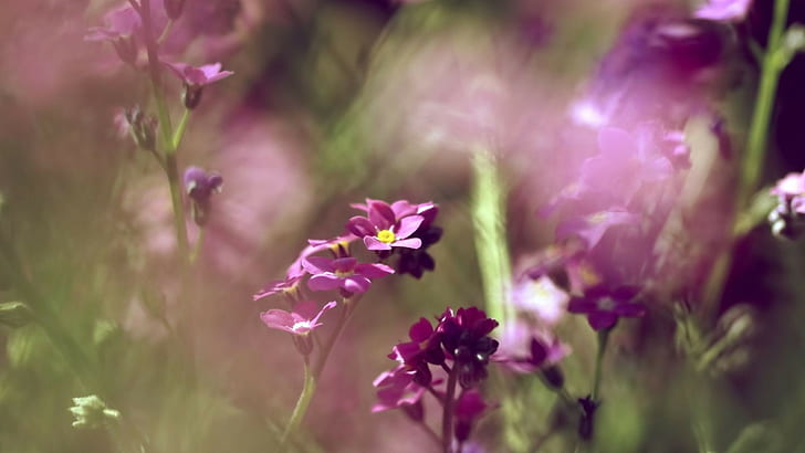 fioletowe kwiaty, kwiaty, natura, Tapety HD