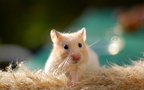 белая и бежевая мышь, хомяк, грызун, животное, милый, HD обои HD wallpaper
