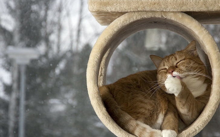 pomarańczowy pręgowany kot, zwierzęta, kot, zwierzę domowe, kocięta, małe zwierzątka, przyroda, drzewa, śnieg, Tapety HD