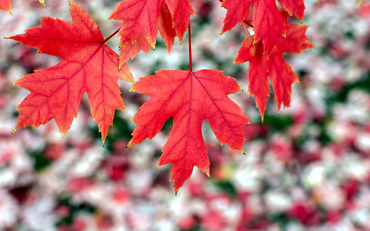 Red maple leaves, autumn, bokeh, Red, Maple, Leaves, Autumn, Bokeh, HD wallpaper