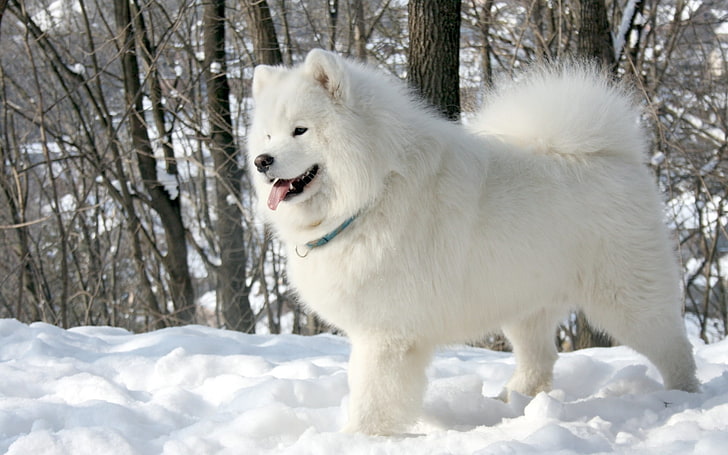 bianco adulto Samoiedo, lingua, bianco, neve, alberi, sfondo, cane, Samoiedo, Il Samoiedo, Sfondo HD