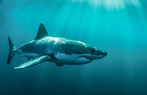 tiburón gris, animales, tiburones, peces, bajo el agua, Fondo de pantalla HD HD wallpaper
