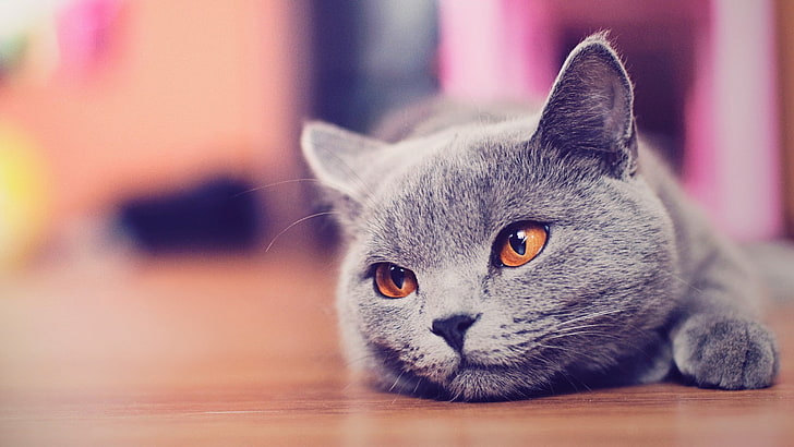 Русская голубая кошка, глубина резкости, кошка, кошка, животные, HD обои