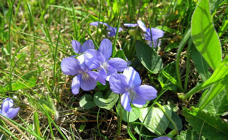 fiori viola a petali, viola, fiore, erba, soleggiato, Sfondo HD