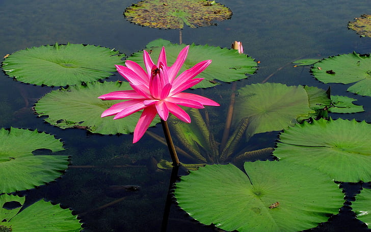 Pink water lily flower, lake water, Pink, Water, Lily, Flower, Lake, HD wallpaper