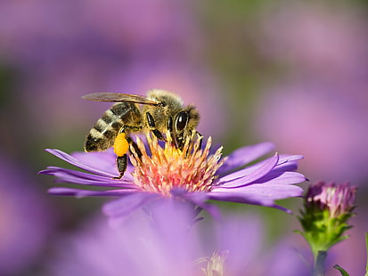 lebah madu zipping nektar pada bunga ungu pada fotografi fokus dangkal, lebah, serangga, alam, penyerbukan, bunga, serbuk sari, makro, madu, close-up, kuning, lebah madu, musim panas, tanaman, hewan, musim semi, sayap hewan, Wallpaper HD HD wallpaper