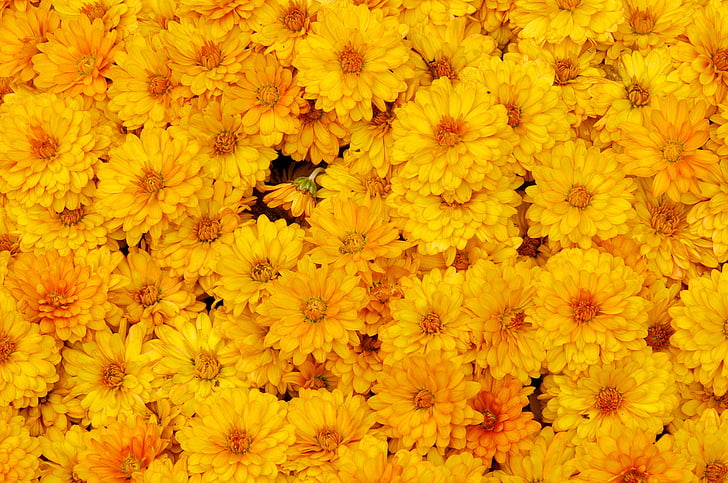 chrysanthemums, yellow, HD wallpaper