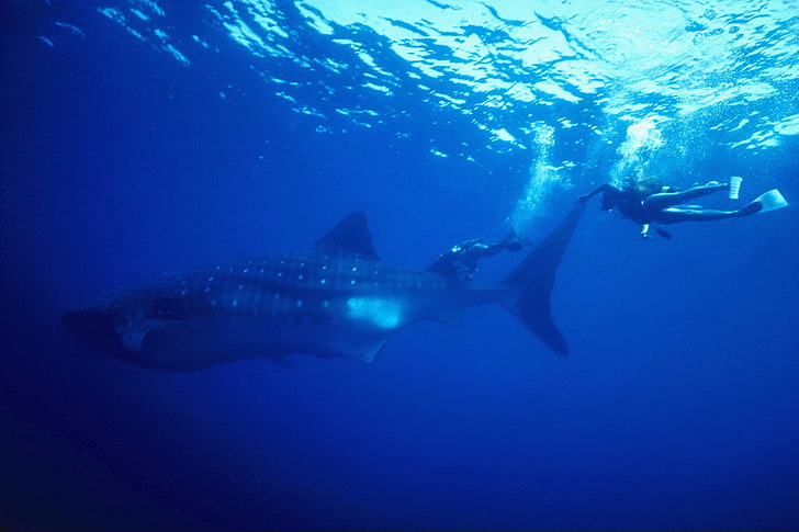 أسماك القرش ، قرش الحوت، خلفية HD