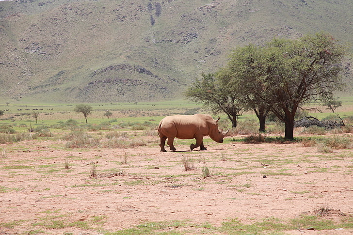 brown rhino, africa, rhino, trees, desert, HD wallpaper