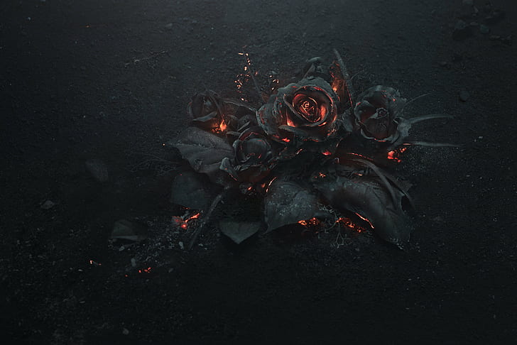 rose ash burning black, HD wallpaper