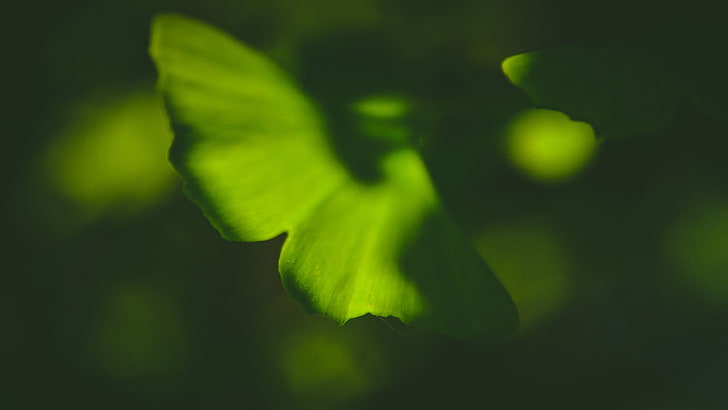 Pflanzen, Makro, Ginko, HD-Hintergrundbild