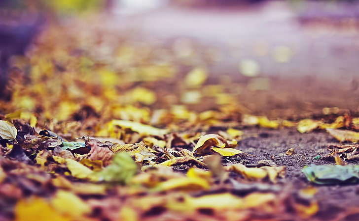 Yellow Leaves On The Ground, yellow leaves, Seasons, Autumn, Yellow, Leaves, Ground, HD wallpaper