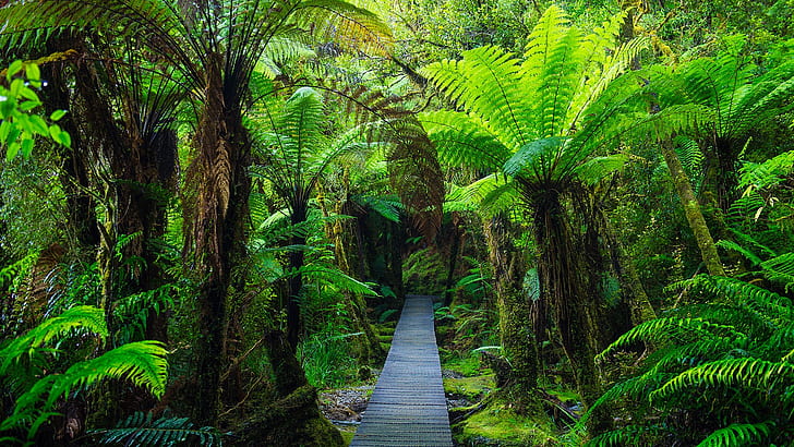 nature, trees, plants, wooden floor, walkway, moss, Monsoon, tropical forest, forest, leaves, New Zealand, HD wallpaper