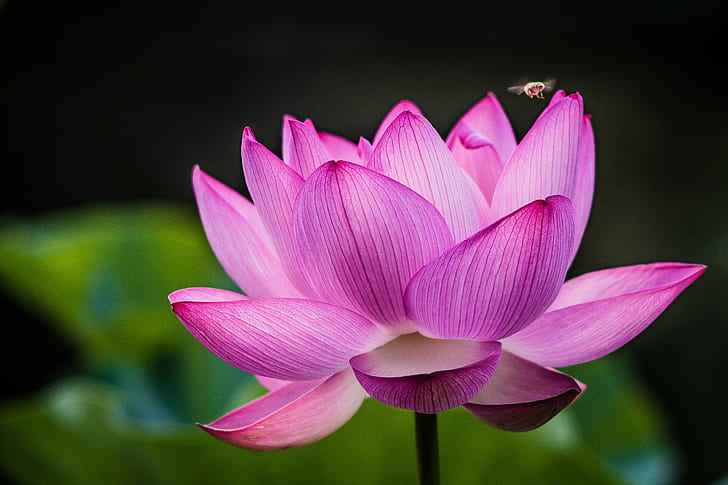 closeup photography of pink lotus flower, Blooming, closeup photography, pink, lotus flower, AUTO, TELE, ROKKOR, QF, F3.5, Bokeh, ILCE-7M2, Japan, Machida  Tokyo, park, bee, nature, lotus Water Lily, plant, water Lily, petal, pink Color, flower Head, flower, beauty In Nature, pond, leaf, close-up, HD wallpaper