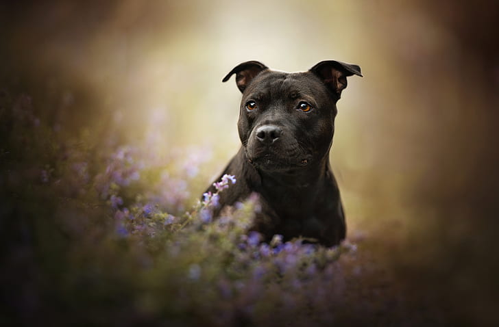 spojrzenie, twarz, kwiaty, pies, bokeh, American Staffordshire Terrier, Tapety HD