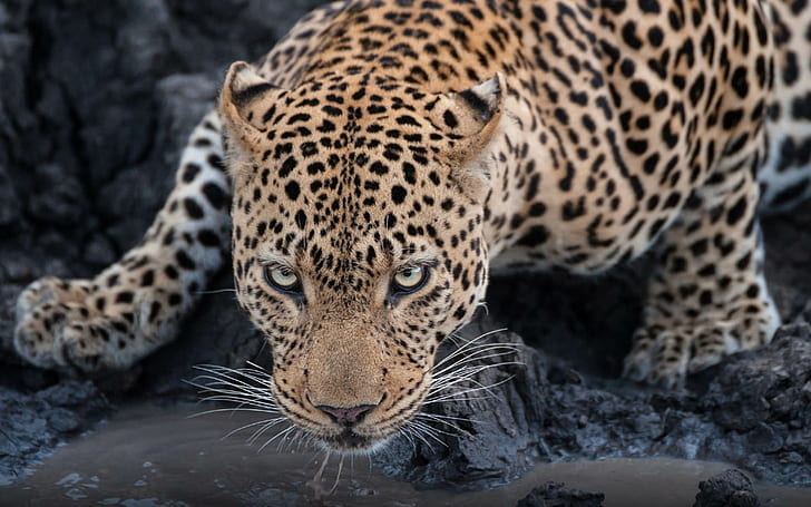 Tapeta na pulpit Leopard woda pitna 1920 × 1200, Tapety HD