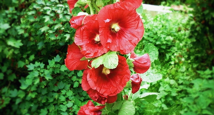 rote Blumen, Malve, Blume, Rot, Grün, Unschärfe, HD-Hintergrundbild
