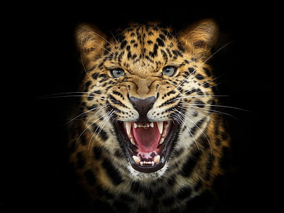 fondo de pantalla de guepardo, fondo, leopardo, rugido, Fondo de pantalla HD HD wallpaper