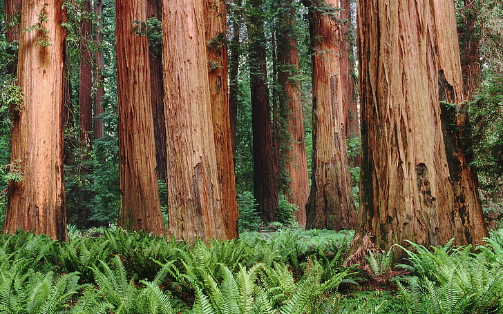 ต้นไม้สีน้ำตาลบนสนามพร้อมพืชเฟิร์น, ธรรมชาติ, ต้นไม้, ป่า, พืช, เฟิร์น, ใบไม้, เรดวู้ด, sequoias, วอลล์เปเปอร์ HD