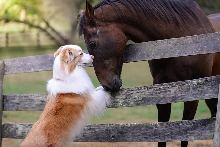 horse, the fence, dog, friendship, friends, Australian shepherd, Aussie, HD wallpaper