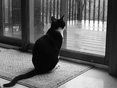 tuxedo cat, sadness, cat, rain, window, Black and white, 158, HD wallpaper HD wallpaper