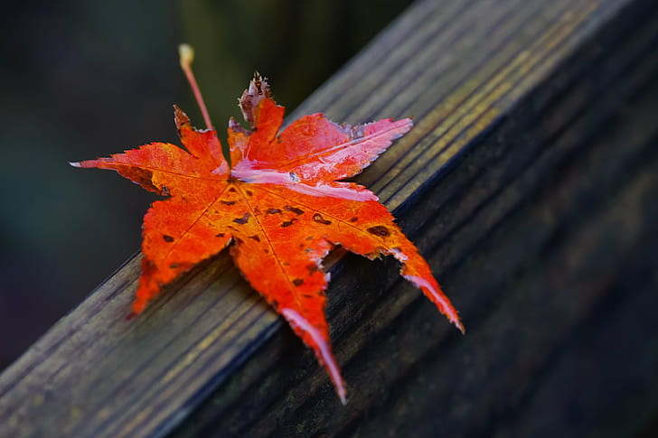 close up photo of orange and red leaf on wooden surface, Autumn, close up, photo, orange, red leaf, wooden, surface, Japanese maple, Machida, park, SAL70300G, Tokyo, ILCE-7M2, Flora, leaf, nature, season, yellow, red, october, orange Color, multi Colored, maple Tree, HD wallpaper