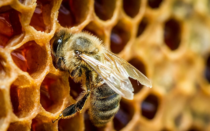 Насекомые, пчелы, мед, соты, насекомые, макро, природа, HD обои