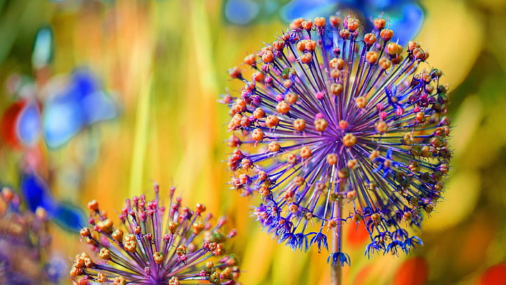 زهرة ، نبات ، أليوم كاريناتوم ، ثوم مقلب ، عن قرب ، زهرة برية ، ملون ، تصوير ، تصوير ماكرو، خلفية HD