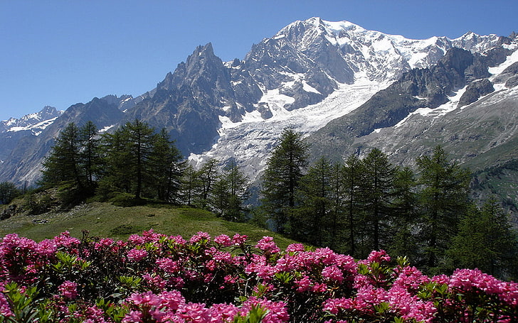 Fundo bonito paisagem com montanhas de neve pinheiros flores roxas, HD papel de parede