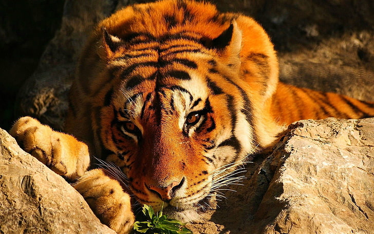 tiger, djurliv, djur, HD tapet