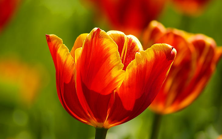 Hermosos tulipanes, hermosos tulipanes, Fondo de pantalla HD
