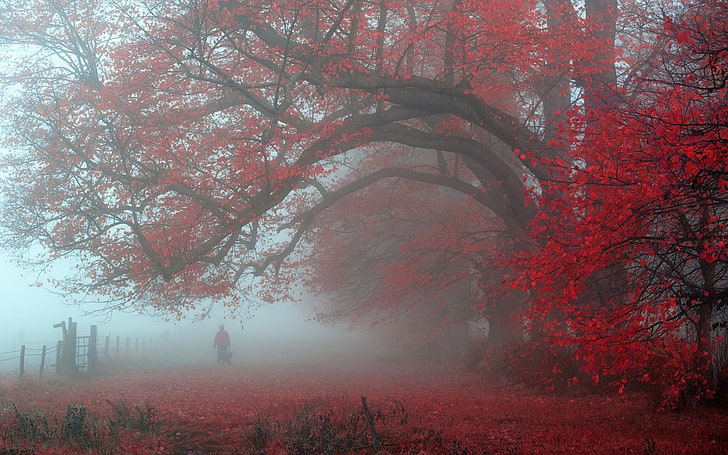 red leaf tree, nature, landscape, morning, red, leaves, trees, mist, fence, UK, walking, atmosphere, fall, HD wallpaper