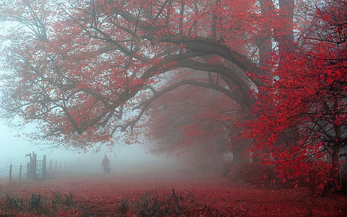 roter Laubbaum, Natur, Landschaft, Morgen, rot, Blätter, Bäume, Nebel, Zaun, Großbritannien, Gehen, Atmosphäre, Fall, HD-Hintergrundbild HD wallpaper