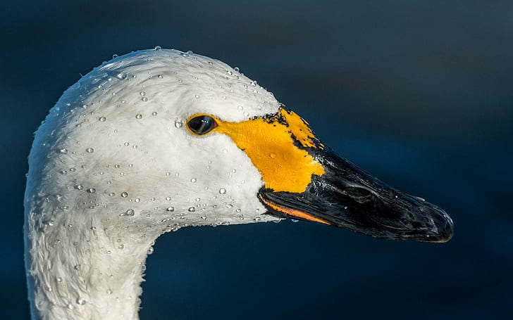 Bird Swan Neck Head Beak, bird, swan, neck, head, beak, HD wallpaper