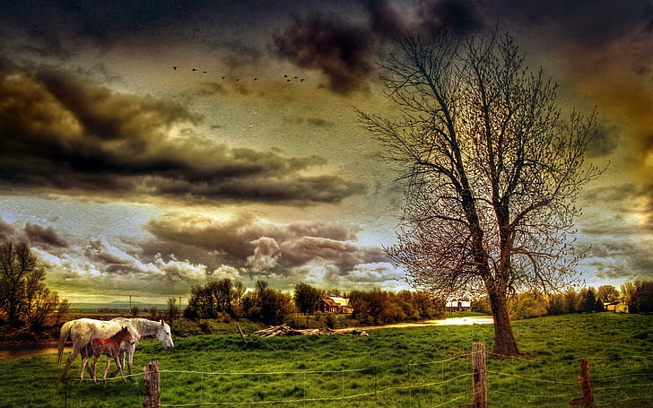 Mother Her Foal, tree, grass, fence, horse, foal, clouds, architecture, field, animals, nature, houses, nature and, HD wallpaper