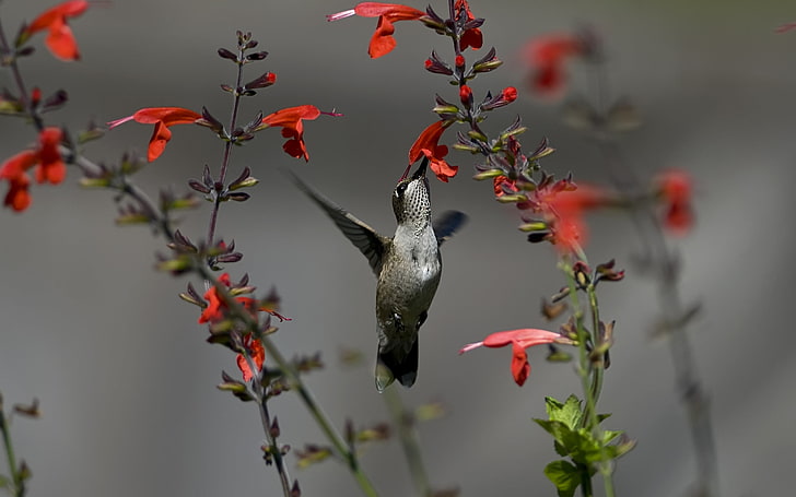 hummingbird, animals, nature, birds, hummingbirds, flowers, HD wallpaper