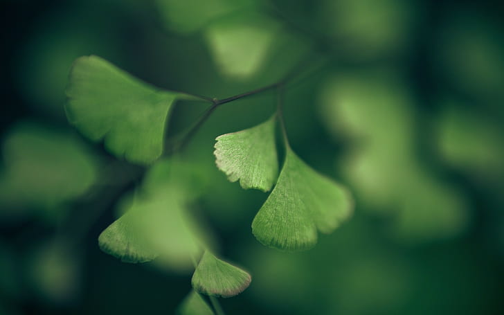 Leaves Macro Green Blur HD, green leaf plant, nature, macro, green, blur, leaves, HD wallpaper