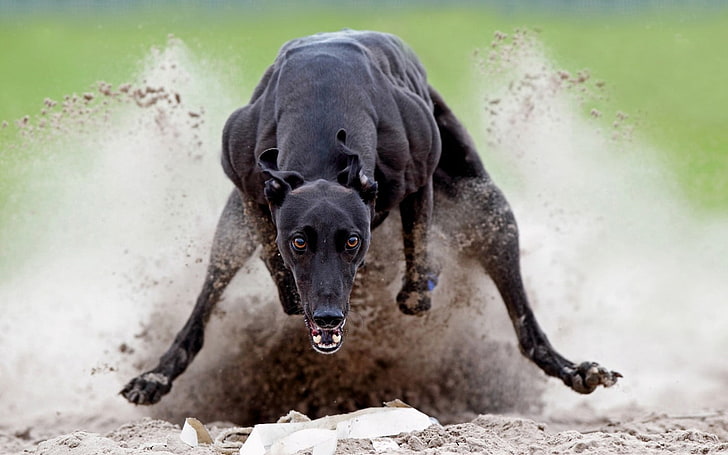 short-coated black dog, animals, dog, greyhound, nature, black, running, HD wallpaper