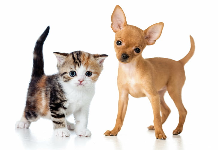 animals, baby, cats, chihuahua, dogs, Kitten, puppy, Two, HD wallpaper