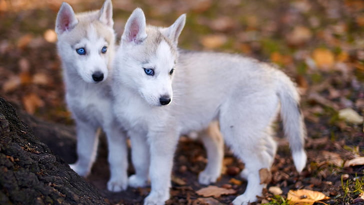 bonito, cachorro, raça do cão, husky, husky siberiano, filhotes, cão, cão de trenó, HD papel de parede