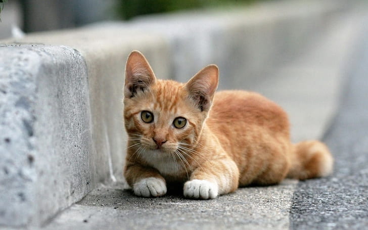 Gattino sveglio che si trova sul ciglio della strada, carino, gattino, sdraiato, bordo della strada, Sfondo HD