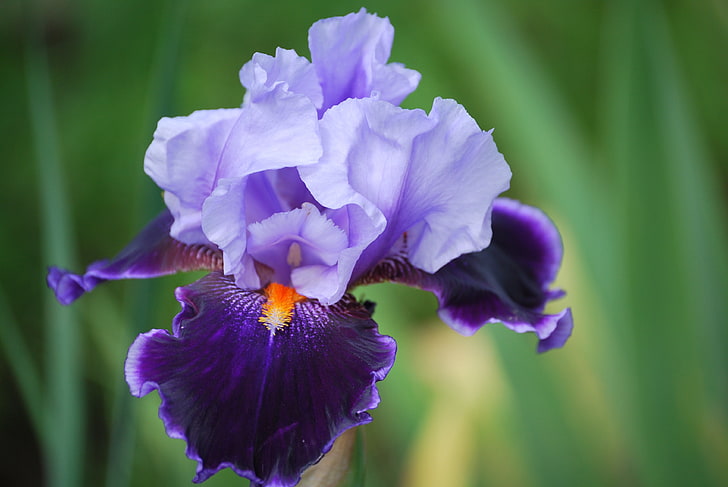 Summer Photography Purple Iris Flower Photography Iris Flower Photography Flower Photography Fine Art Photography