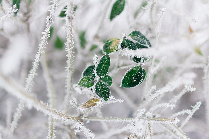 green leaves, branch, frost, cold, winter, HD wallpaper