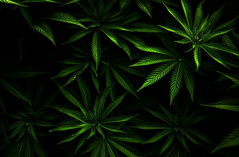 Weed, green leafed plants, Aero, Fresh, HD wallpaper HD wallpaper