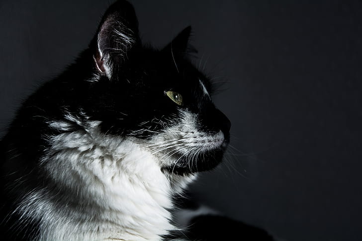 cat, muzzle, profile, HD wallpaper