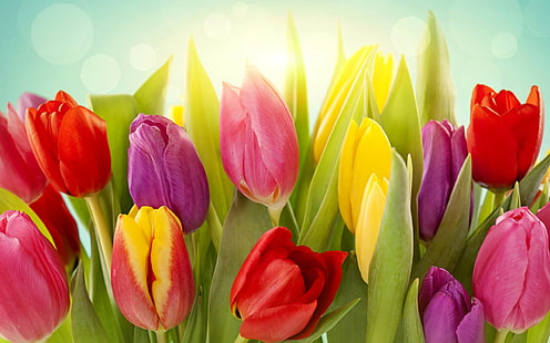ดอกทิวลิปหลากสีแตกต่างกันสีทิวลิปดอกไม้, วอลล์เปเปอร์ HD HD wallpaper