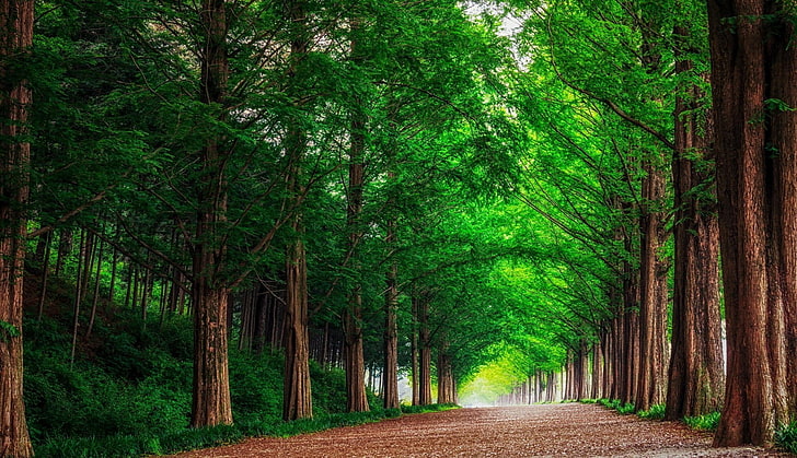 зеленое лиственное дерево, лес, дорога, деревья, пейзаж, лето, HD обои