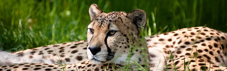 Cheetah Beauty, สัตว์, สีน้ำตาล, แมว, เสือชีตาห์, โคโลญจ์เยอรมนี, โคโลญซู, เยอรมนี, สีเขียว, ธรรมชาติ, การถ่ายภาพ, สวนสัตว์, วอลล์เปเปอร์ HD