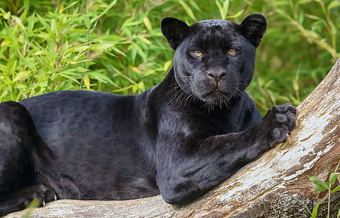 Черна пантера, Ягуар, очи, хищник, дива котка, Ягуар, черна пантера, HD тапет HD wallpaper